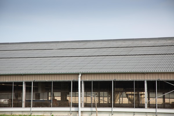 Dairy shed