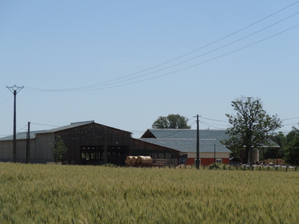 Dairy shed