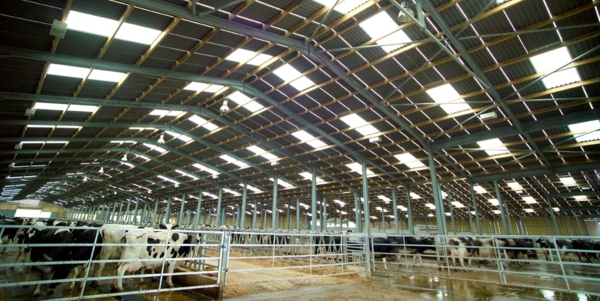 Pawton Dairy, Wadebridge